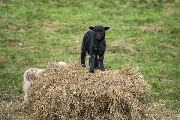 A black lamb stands on a hay bale, a white-brown one behind it. Ouessant sheep (Breton dwarf sheep) and Ouessant sheep mix