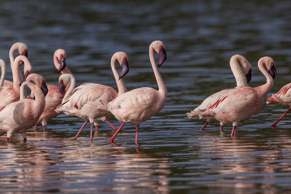 Lesser Flamingos (Phoeniconaias minor), Lake Ndutu, Ndutu Conservation Area, Tanzania, Africa