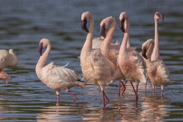 Lesser Flamingos (Phoeniconaias minor), Lake Ndutu, Ndutu Conservation Area, Tanzania, Africa