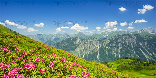 Alpine rose blossom, panorama of the Fellhorn, behind it the Allgaeu Alps, Allgaeu, Bavaria, Germany, Europe