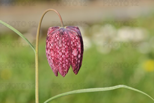 Snake's Head Fritillary (Fritillaria meleagris), single flower in a meadow, inflorescence, early bloomer, spring, Wilnsdorf, North Rhine-Westphalia, Germany, Europe