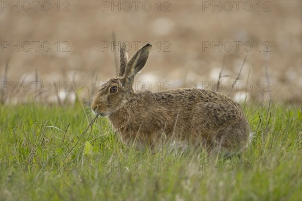 European brown hare (Lepus europaeus) adult animal feeding in a grass field, England, United Kingdom, Europe