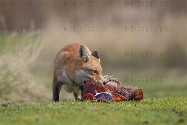 Red fox (Vulpes vulpes) adult animal feeding on a dead Common Pheasant (Phasianus colchicus), England, United Kingdom, Europe