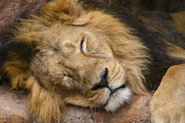 Portrit of an Asiatic lion (Panthera leo persica) male sleeping, captive, habitat in India