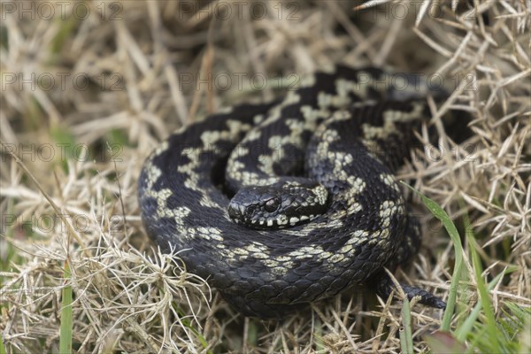 European adder (Vipera berus) adult snake basking in a gorse bush, England, United Kingdom, Europe