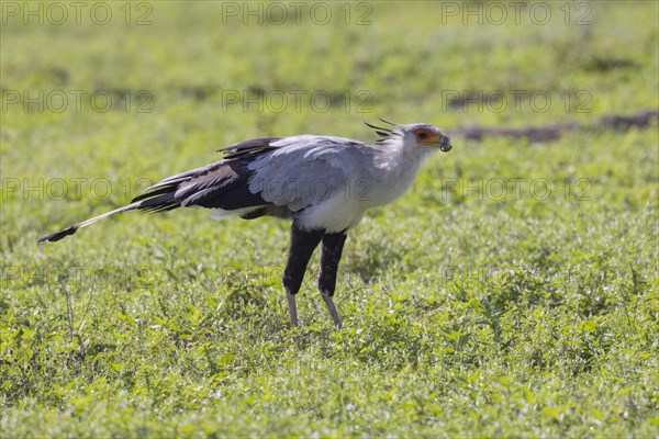 Secretary bird (Sagittarius serpentarius), with Snake, Ngorongoro Crater, Tanzania, Africa