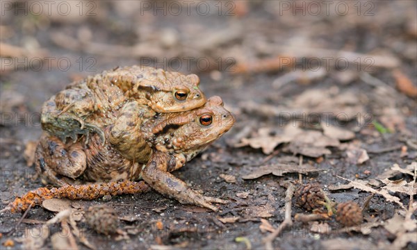 Two mating Common toads (Bufo Bufo), male, female animal, pair on earthy ground on migration to spawning waters, clasping grip (Amplexus axillaris), spring migration, amphibian migration, toad migration, species conservation, animal welfare, mating, mating behaviour, sex, reproduction, couple, behaviour, piggyback, carry, double-decker, transport, embrace, camouflage, camouflaged, camouflage, macro shot, close-up, Bockelsberg Ponds, Lueneburg, Lower Saxony, Germany, Europe