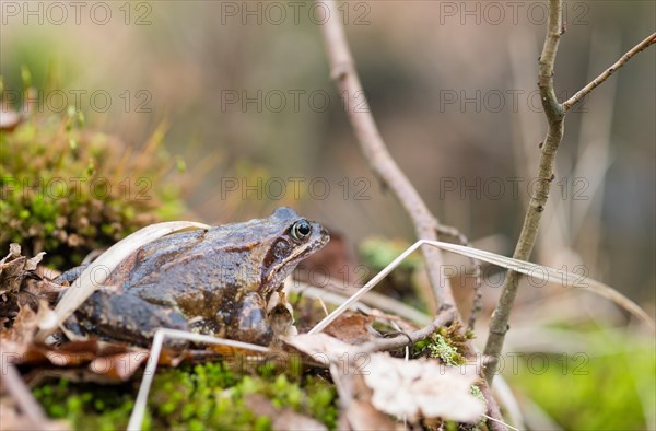 Common frog (Rana temporaria) sits well camouflaged on moss between branches and leaves, amphibian of the year 2018, close-up with blurred background, camouflage colour, camouflaged, camouflage, macro shot, Bockelsberger Teiche, Lueneburg, Lower Saxony, Germany, Europe