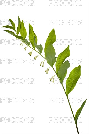 Solomon's seal (Polygonatum multiflorum), on a white background, Bavaria, Germany, Europe