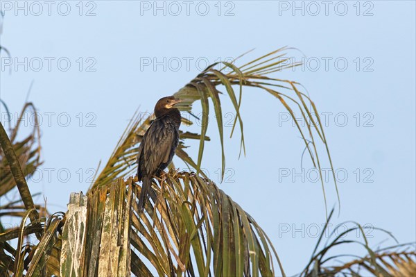 Great Cormorant (Phalacrocorax carbo) on a Palm tree, Backwaters, Kumarakom, Kerala, India, Asia