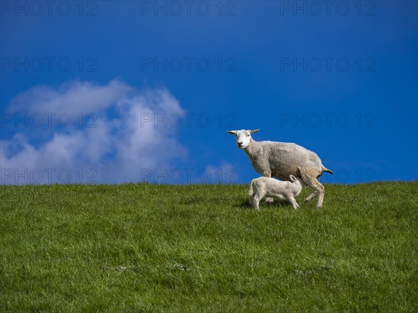 A sheep suckles a lamb on the dyke on the natural beach at Hilgenriedersiel on the North Sea coast, Hilgenriedersiel, East Frisia, Lower Saxony, Germany, Europe