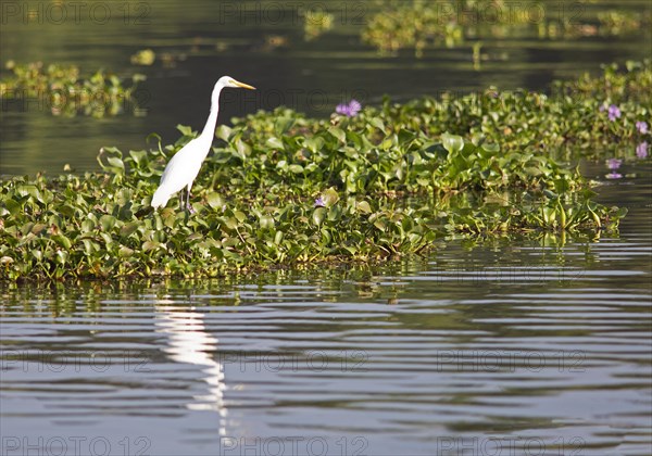 Great egret (Ardea alba) perching on water hyacinths, backwaters, Kumarakom, Kerala, India, Asia