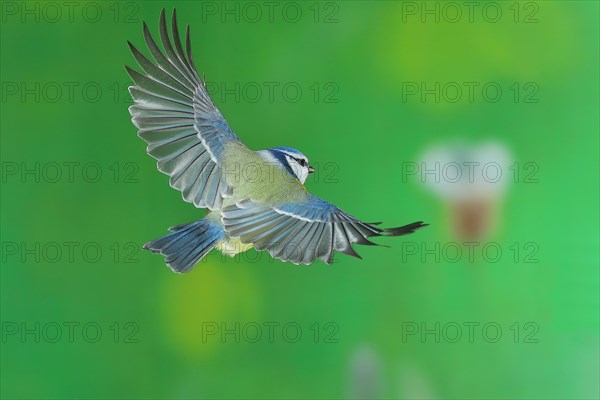 Blue tit (Parus caeruleus) in flight, flight photo, high speed flight photo Wilnsdorf, North Rhine-Westphalia, Germany, Europe