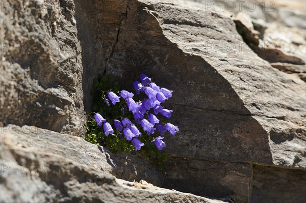 Earleaf bellflower (Campanula cochleariifolia) blooming in the mountains at Hochalpenstrasse, Pinzgau, Salzburg, Austria, Europe