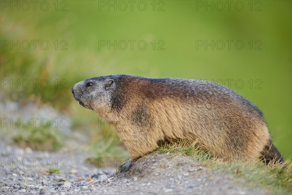 Alpine marmot (Marmota marmota) beside a trail in summer, Grossglockner, High Tauern National Park, Austria, Europe