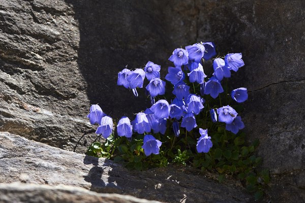 Earleaf bellflower (Campanula cochleariifolia) blooming in the mountains at Hochalpenstrasse, Pinzgau, Salzburg, Austria, Europe