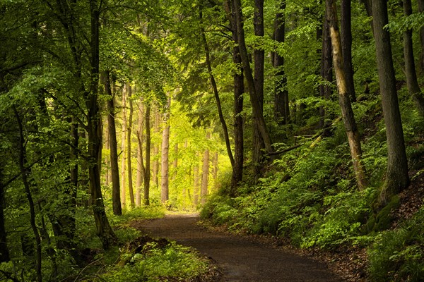 A forest path in a mixed forest with deciduous trees and conifers in early summer. Light falls at the back of the path. The path is part of the Neckarsteig. Neckargemuend, Kleiner Odenwald, Baden-Wuerttemberg, Germany, Europe