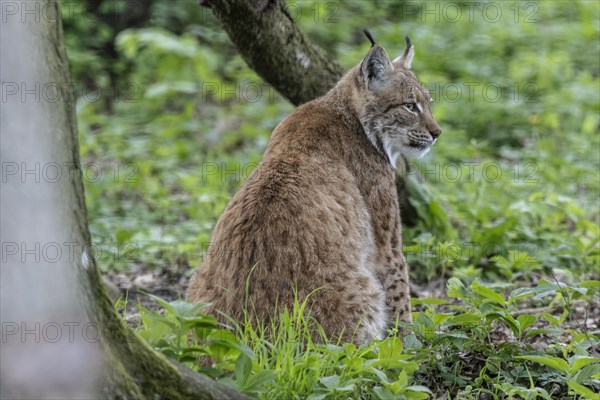 Eurasian lynx (Lynx lynx), captive), coordination enclosure Huetscheroda, Thuringia, Germany, Europe