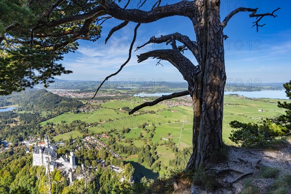 Neuschwanstein Castle and Lake Forggensee, near Hohenschwangau, Romantic Road, Ostallgaeu, Allgaeu, Bavaria, Germany, Europe