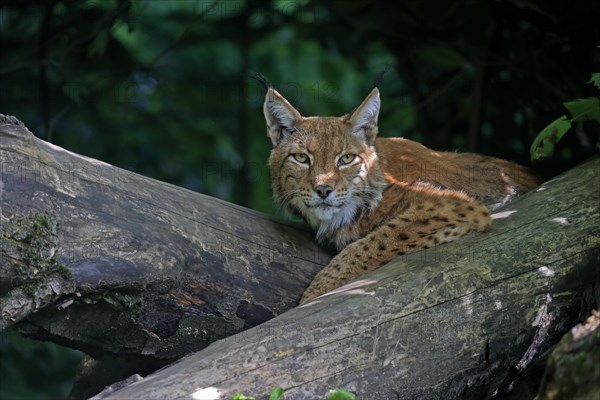 Eurasian lynx (Lynx lynx), adult, alert, portrait, captive, Germany, Europe