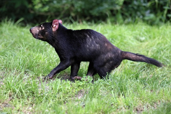 Tasmanian devil (Sarcophilus harrisii), adult, vigilant, running, captive, Tasmania, Australia, Oceania