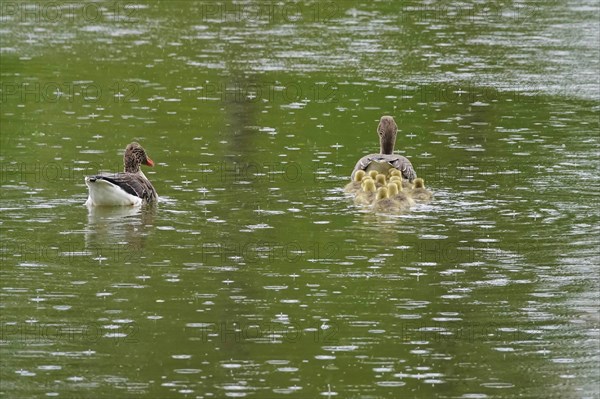 Greylag goose chicks, spring, Germany, Europe