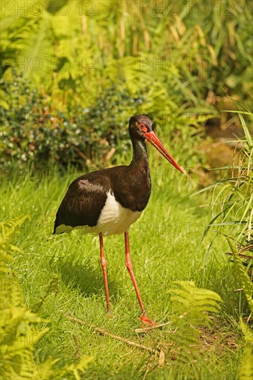 Black stork (Ciconia nigra)