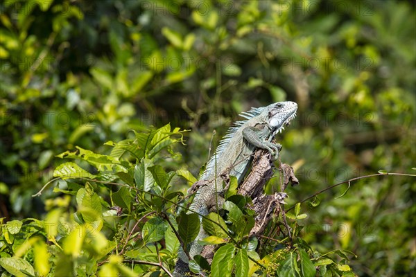 Green iguana (Iguana iguana) Pantanal Brazil