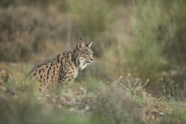 Pardell Lynx female, Iberian Lynx (Lynx pardinus), Extremadura, Castilla La Mancha, Spain, Europe