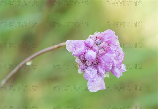 Sea thrift (Armeria maritima), also common Lady's Cushion, Flower of the Year 2024, focus on a delicate purple (violet, pink) flower, only half bloomed flower head, close-up with dew drops, raindrops, water droplets on the petals, in front of a blurred background, endangered species, endangered species, species protection, nature conservation, close-up, macro shot, Lower Saxony, Germany, Europe