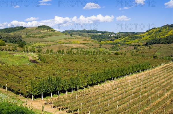 Vineyard of grapes in the Vale dos Vinhedos in Bento Goncalves, a gaucho wine