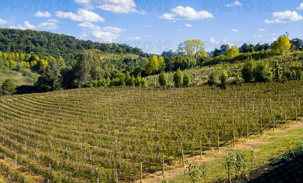 Vineyard of grapes in the Vale dos Vinhedos in Bento Goncalves, a gaucho wine