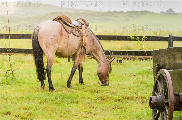 Beautiful horse in native field on rainy day, Cambara do sul, Rio Grande do sul, Brazil, South America
