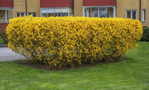 Yellow forsythia flowers on a shrub in a garden in Ystad, Scania, Sweden, Scandinavia, Europe