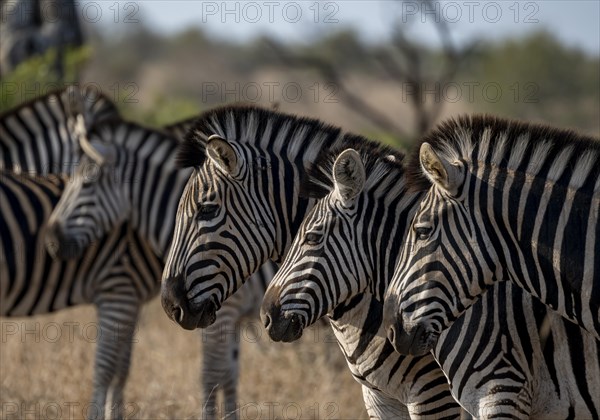 Plains Zebra (Equus Quagga), animal portraits of a group, Kruger National Park, South Africa, Africa