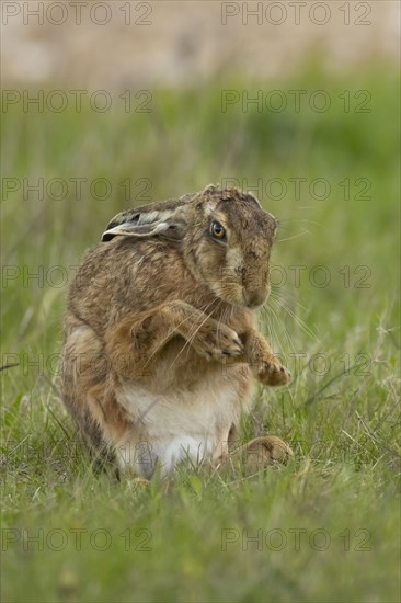 European brown hare (Lepus europaeus) adult animal stretching its front legs in a grass field, England, United Kingdom, Europe