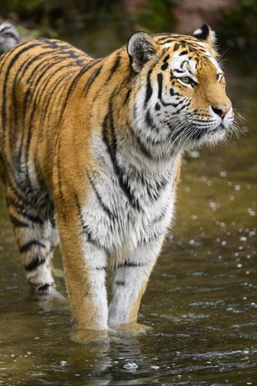 Siberian tiger or Amur tiger (Panthera tigris altaica) standing at the shore of a lake, captive, habitat in Russia