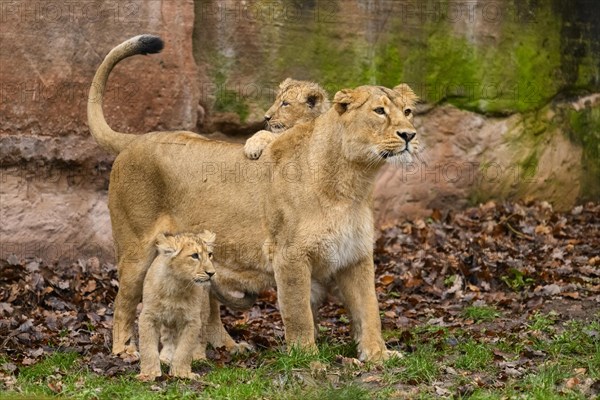 Asiatic lion (Panthera leo persica) lioness playing with her cubs, captive, habitat in India