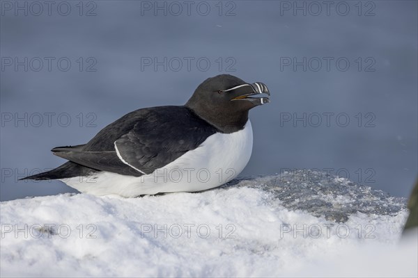 Razorbill (Alca torda), in the snow, Hornoya, Hornoya, Varangerfjord, Finmark, Northern Norway