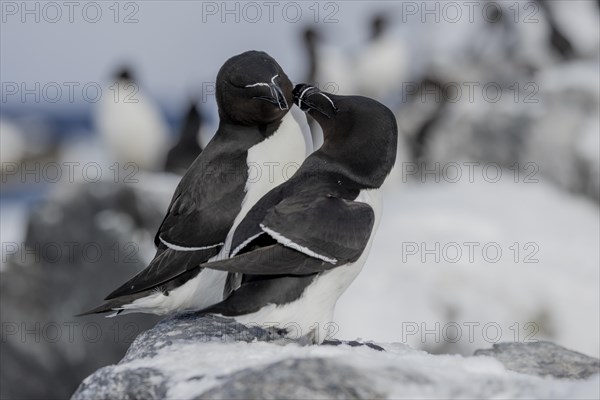 Razorbill (Alca torda), couple, greeting, in the snow, Hornoya, Hornoya, Varangerfjord, Finmark, Northern Norway