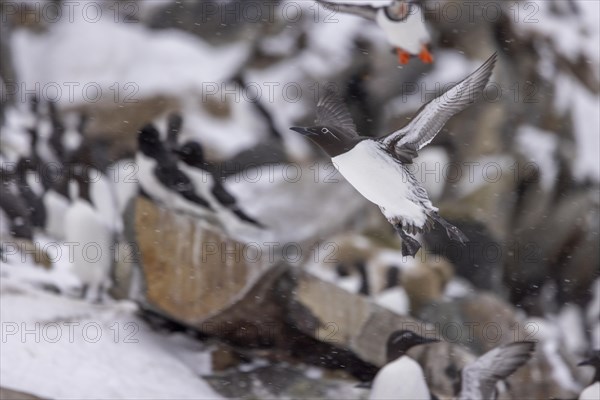 Common guillemot (Uria aalgae), flight, in the snow, Hornoya, Hornoya, Varangerfjord, Finmark, Northern Norway