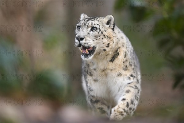 Snow leopard (Panthera uncia) sneaking through the forest, captive, habitat in Asia