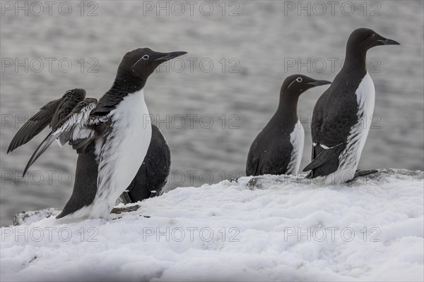 Common guillemot (Uria aalgae), ringed guillemot, several Birds, in the snow, Hornoya, Hornoya, Varangerfjord, Finmark, Northern Norway