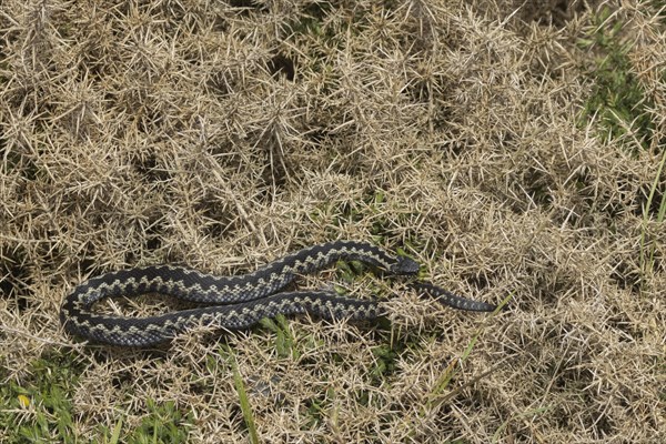 European adder (Vipera berus) adult snake basking on a gorse bush, England, United Kingdom, Europe