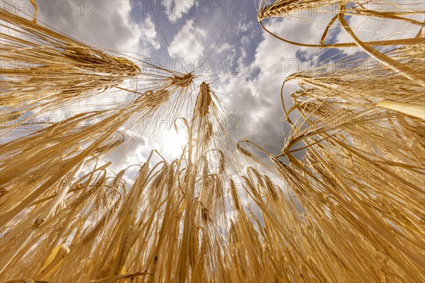 Barley ears backlit by the sun with a blue sky and clouds in the background, Cologne, North Rhine-Westphalia, Germany, Europe