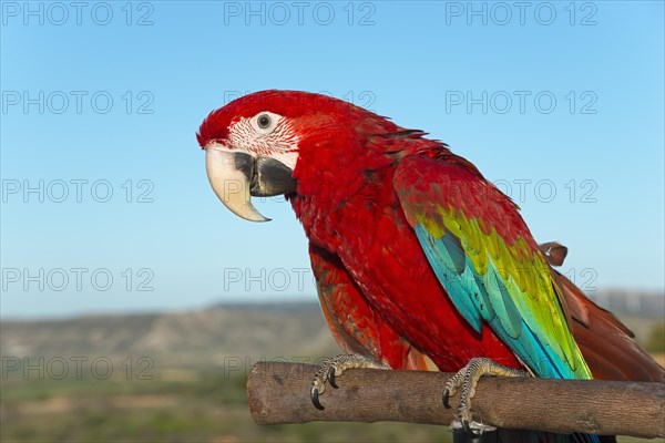 A Scarlet macaw with bright blue and green feathers sits on a branch against a clear sky, privately owned, Spain, Europe