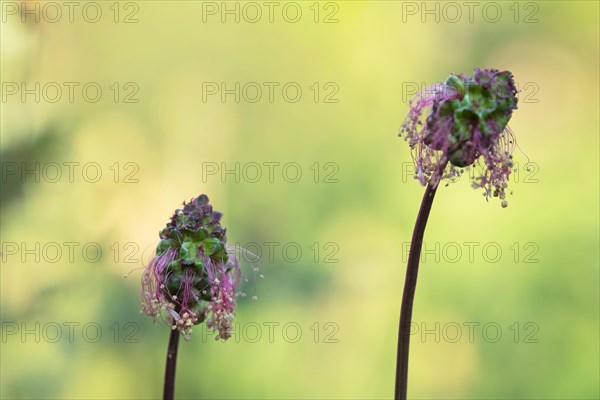 Salad burnet (Sanguisorba minor), flower of two plants with sun in the background, Velbert, Germany, Europe