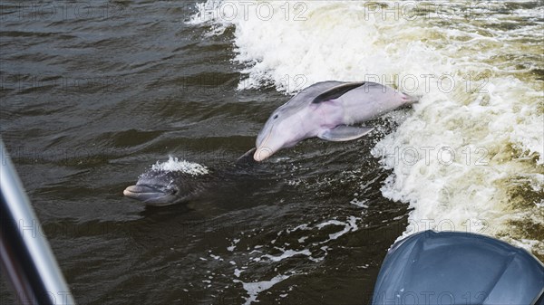 Dolphins at Chokoloskee Bay, Everglades, Florida, USA, North America