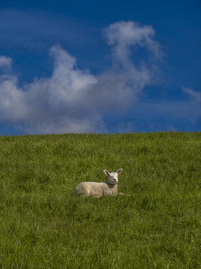 A lamb on the dyke on the natural beach at Hilgenriedersiel on the North Sea coast, Hilgenriedersiel, East Frisia, Lower Saxony, Germany, Europe