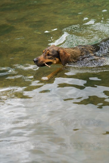 Dog playing in a crystal clear lake with a stick in its mouth